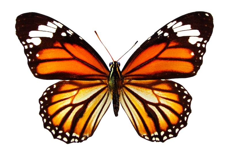 Isolated image of a monarch butterfly.